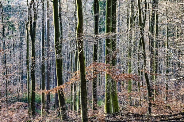 Sentier avec ombre spectaculaire dans la forêt de Taunus près de Glashuet — Photo