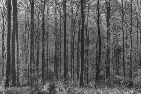 Camino con sombra espectacular en el bosque de Taunus cerca de Glashuet — Foto de Stock