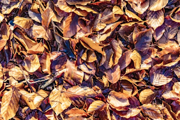 Detail listů na jasném slunci v lese Taunus — Stock fotografie