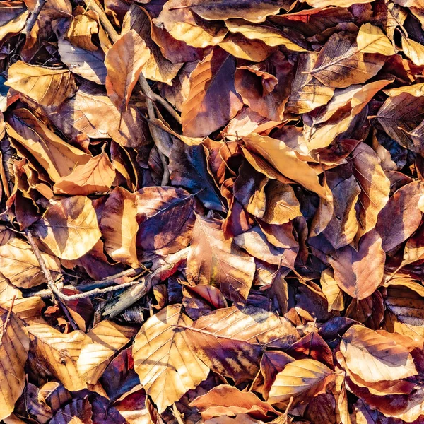 Detail listů na jasném slunci v lese Taunus — Stock fotografie