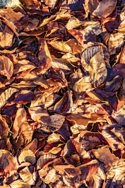Detalle de las hojas en sol brillante en el bosque de Taunus —  Fotos de Stock