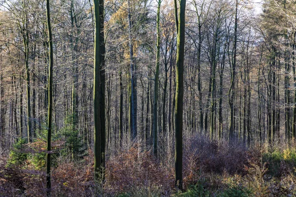 Stig med spektakulär skugga i Taunus skog nära Glashuet — Stockfoto