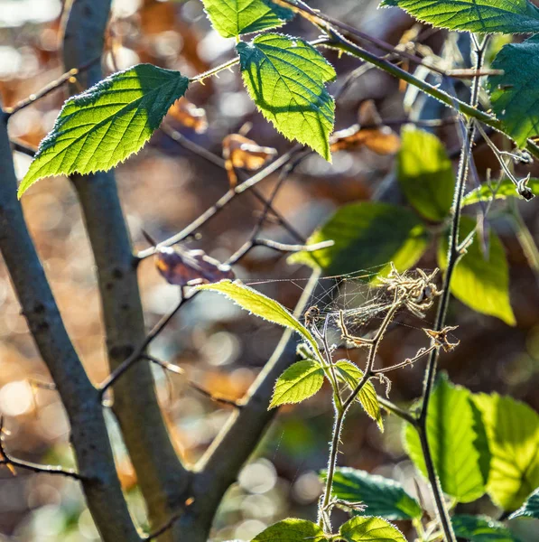 Détail des feuilles en plein soleil à la forêt de Taunus — Photo