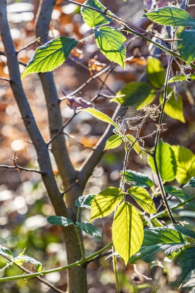 Détail des feuilles en plein soleil à la forêt de Taunus — Photo