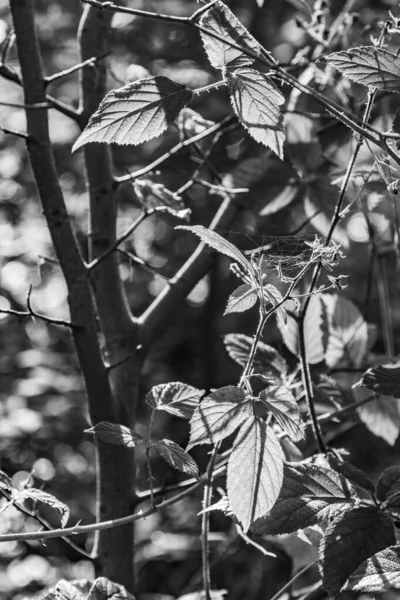 Detail of leaves in bright sun at the Taunus forest — ストック写真