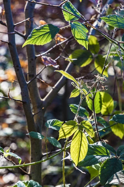 Detalhe de folhas no sol brilhante na floresta de Taunus — Fotografia de Stock