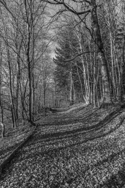 Stig med spektakulär skugga i Taunus skog nära Glashuet — Stockfoto