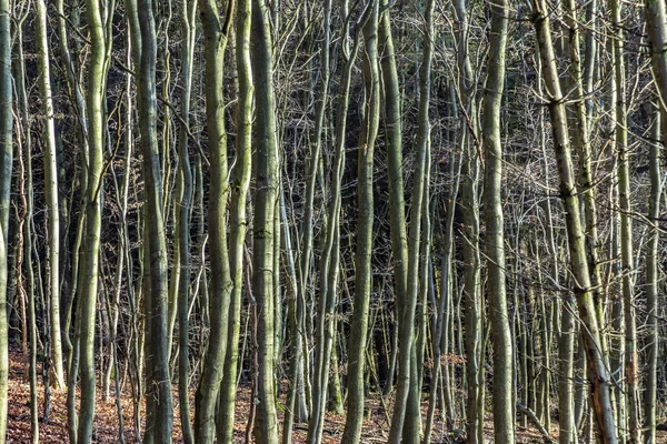 Glashuetten yakınlarındaki Taunus ormanında muhteşem bir gölge var. 