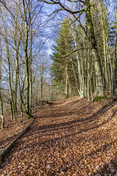 Path with spectacular shadow in the Taunus forest near Glashuet — Stock Photo, Image