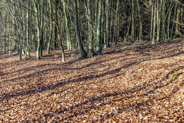 Sentier avec ombre spectaculaire dans la forêt de Taunus près de Glashuet — Photo