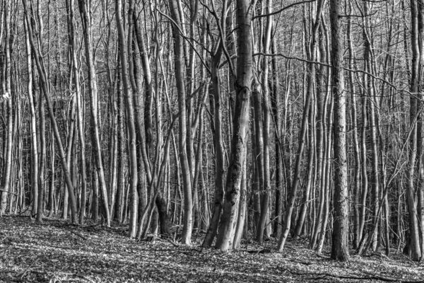 Ścieżka z spektakularnym cieniem w lesie Taunus koło Glashuet — Zdjęcie stockowe