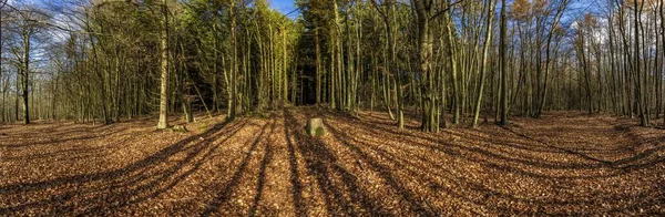 Sentier avec ombre spectaculaire dans la forêt de Taunus près de Glashuet — Photo