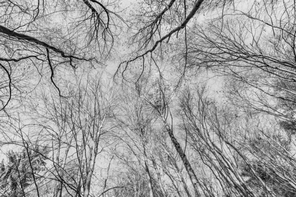 Caminho com sombra espetacular na floresta Taunus perto de Glashuet — Fotografia de Stock