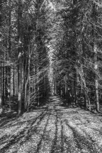 Camino con sombra espectacular en el bosque de Taunus cerca de Glashuet — Foto de Stock