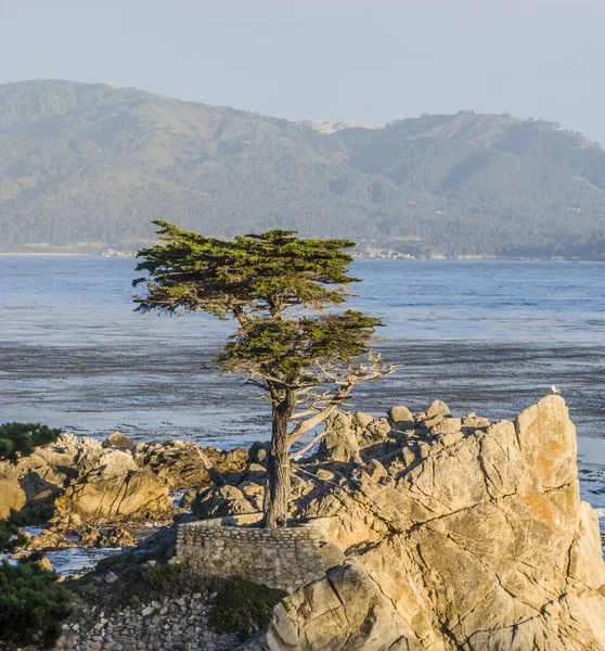 Cypress at the coastline — Stock Photo, Image