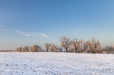 Karda beyaz buz gibi ağaçlar manzara kaplı