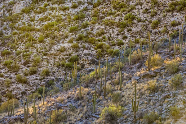 Захід сонця з красивими зеленими кактусами в ландшафті — стокове фото