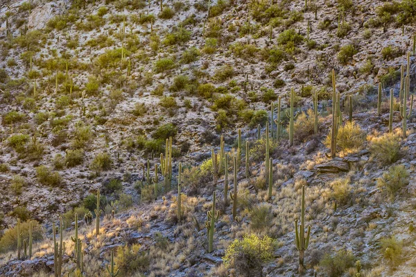 Pôr do sol com lindos cactos verdes na paisagem — Fotografia de Stock