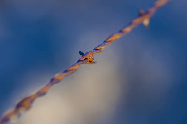 Närbild av rostig taggtråd — Stockfoto