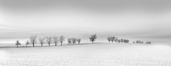 Paisagem de inverno com árvore beco ao pôr do sol — Fotografia de Stock