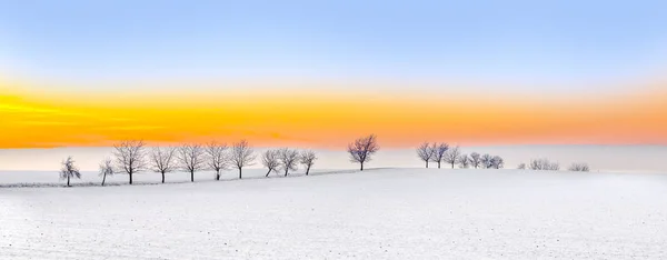 Зимний пейзаж с аллеей деревьев на закате — стоковое фото