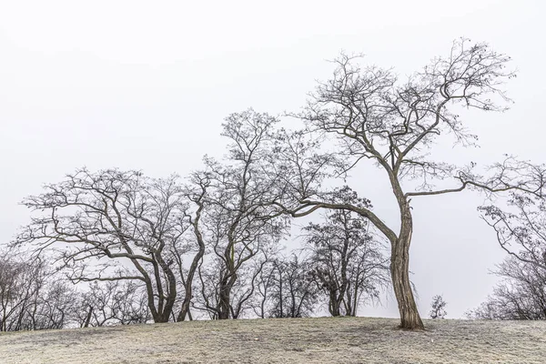 Bladloze bomen in de vorst in de winter — Stockfoto