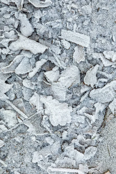 Белые замерзшие листья на земле зимой — стоковое фото