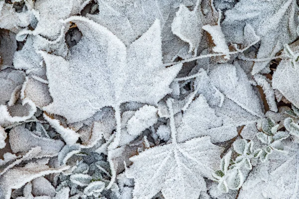 Beyaz donmuş yapraklar kışın zeminde — Stok fotoğraf