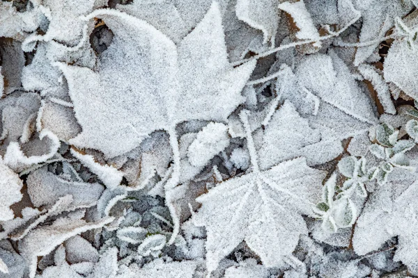 Hojas blancas congeladas en el suelo en invierno —  Fotos de Stock