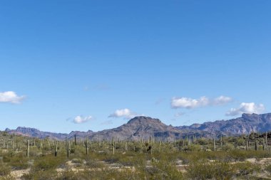 Arizonas Sonoran Çölü kaktüsü uçsuz bucaksız, sessiz bir çöl gibi duruyor.  