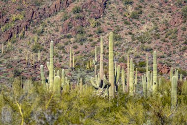 Arizonas Sonoran Çölü kaktüsü uçsuz bucaksız bir çöl gibi duruyor.