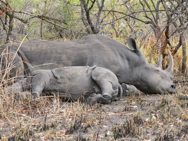 Mother hippo and baby hippo resting and sleeping — Stock Photo, Image