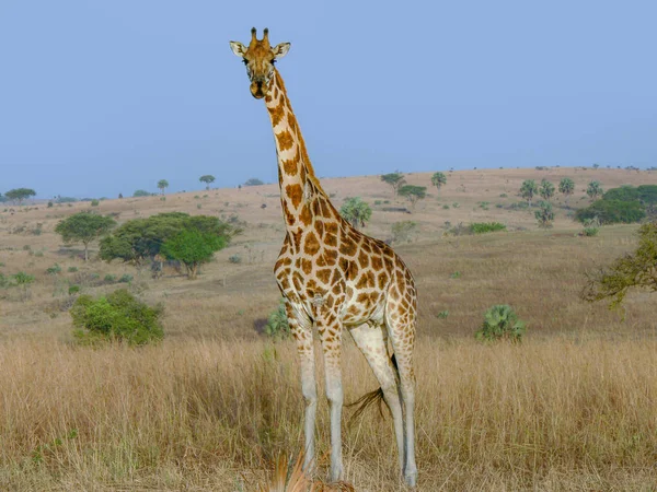 Giraffe in de savanne — Stockfoto