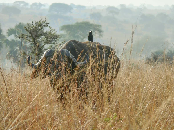 Buffalo en Namibia en la sabana con pájaro en la espalda — Foto de Stock