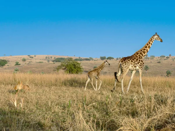 Giraffe in de savanne — Stockfoto