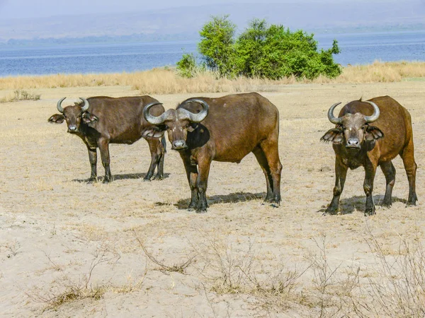 Buffalos near the lake for drinking water — Stock Photo, Image