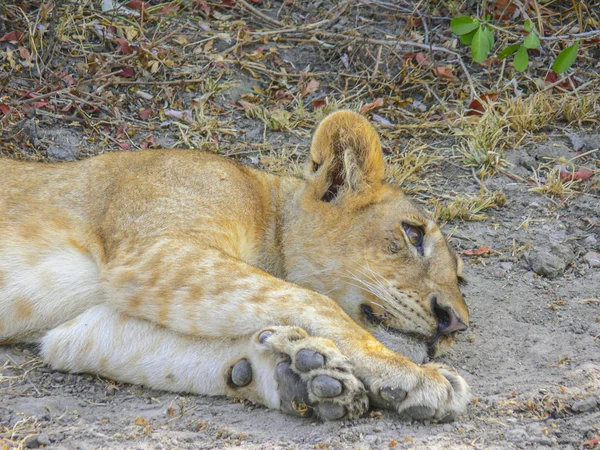 Lion endormi le jour, l'air ennuyé — Photo