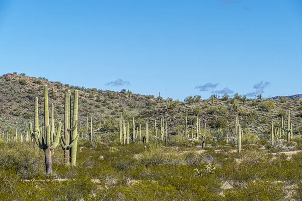 Cacti of Arizona’s Sonoran Desert stand like a vast, silent ar — 스톡 사진