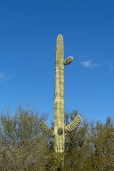 Kaktusar från Arizonas Sonoran Desert står som en stor, tyst — Stockfoto