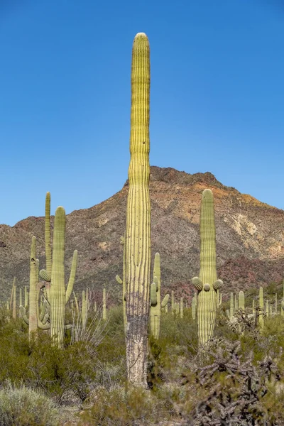 Cacti of Arizonas Sonoran Desert stand like a vast — Stock Photo, Image