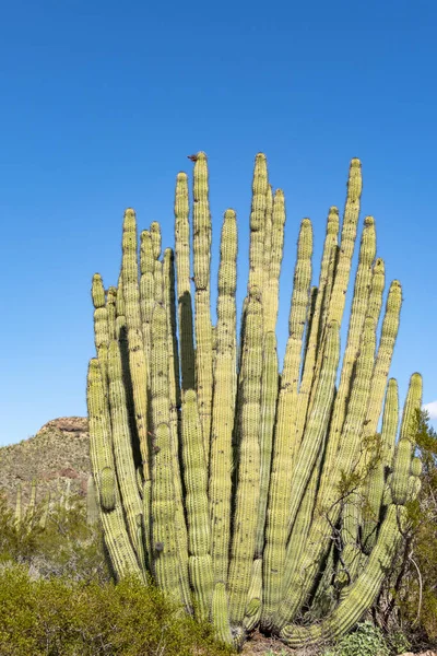 Arizona szonorán sivatagjának kaktuszai úgy állnak, mint egy hatalmas, csendes ar. — Stock Fotó
