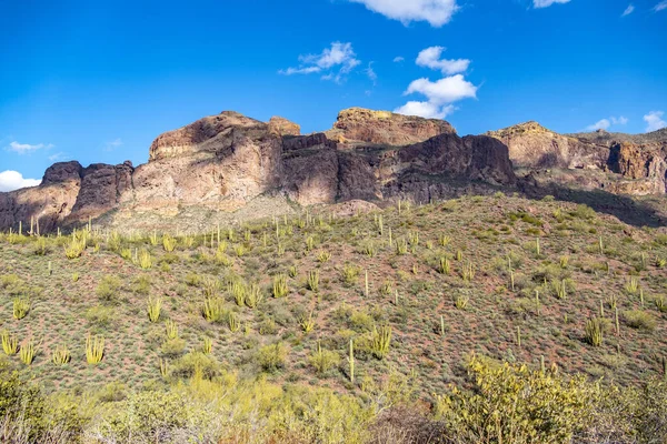 Kaktusy Arizonské pouště stojí jako obrovské, tiché — Stock fotografie