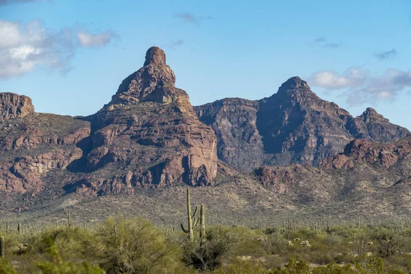 Cactussen van Arizona 's Sonoran Desert staan als een uitgestrekte, stille ar — Stockfoto