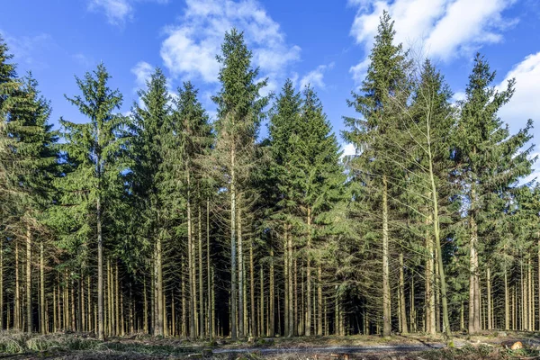 Jedlový les v oblasti Taunus v Německu — Stock fotografie