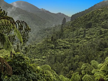 Hamurana Springs yakınlarındaki manzara ormanı, Rotorua, Yeni Zelanda
