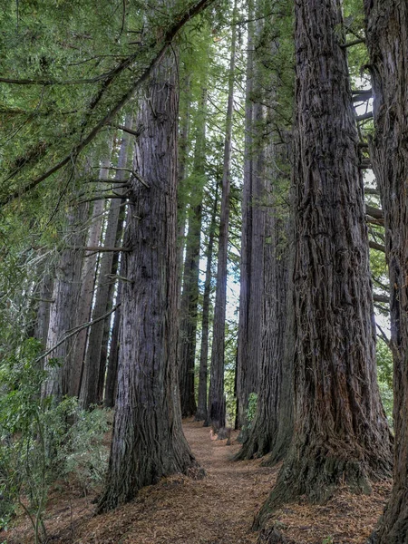 Enorme sequoia bomen bij Hamurana Springs, Rotorua, Nieuw Zeeland — Stockfoto