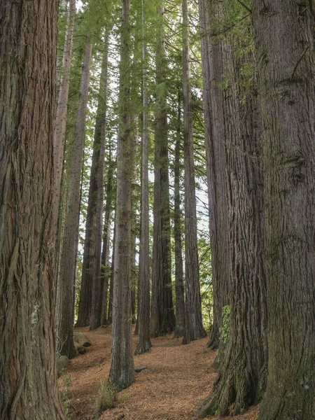 Huge redwood trees at  Hamurana Springs, Rotorua, New Zealand — Stock Photo, Image