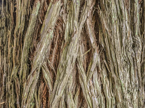 Detail of huge redwood trees at  Hamurana Springs, Rotorua, New — Stock Photo, Image