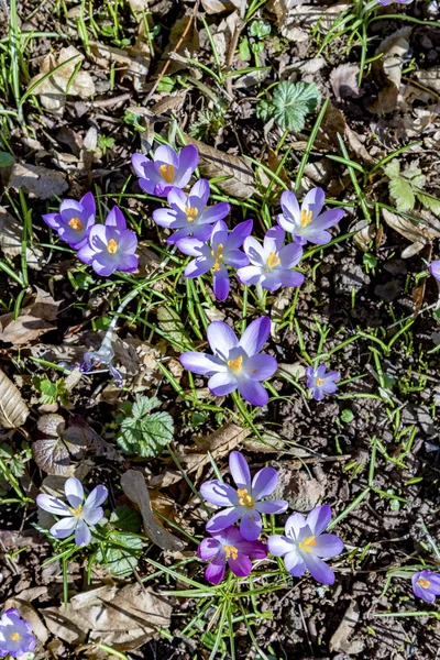 Detail of violet crocus bloomin in the Rosegarden — Stock Photo, Image