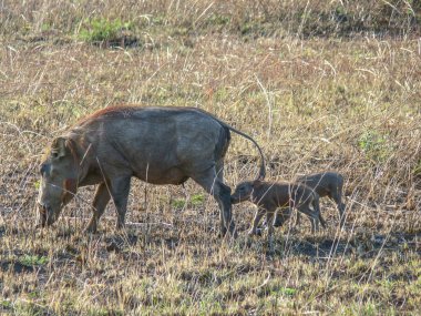 Afrika 'nın vahşi doğası. Savana boyunca aile gezintileri.